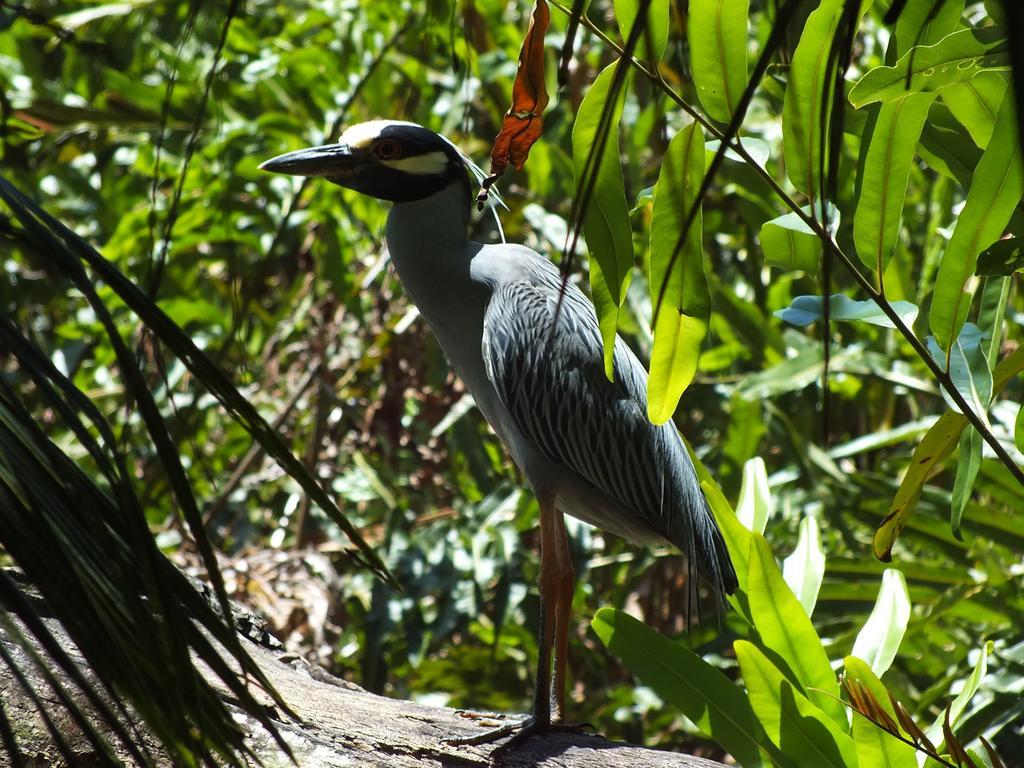 Cabinas Caribe Luna Кахуіта Екстер'єр фото
