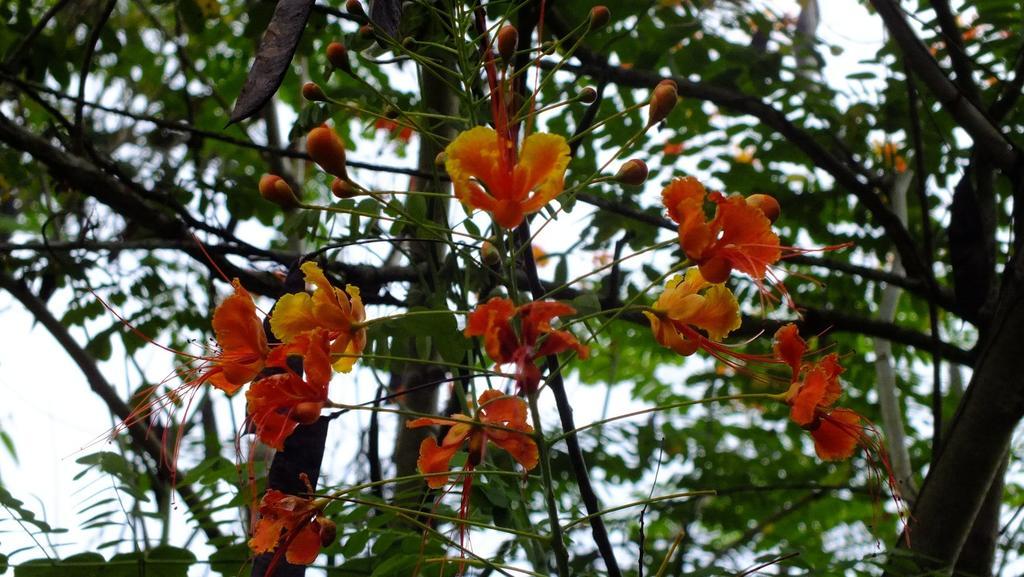 Cabinas Caribe Luna Кахуіта Екстер'єр фото